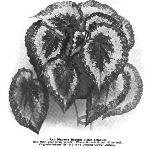 B. ‘Victor Emanuel’